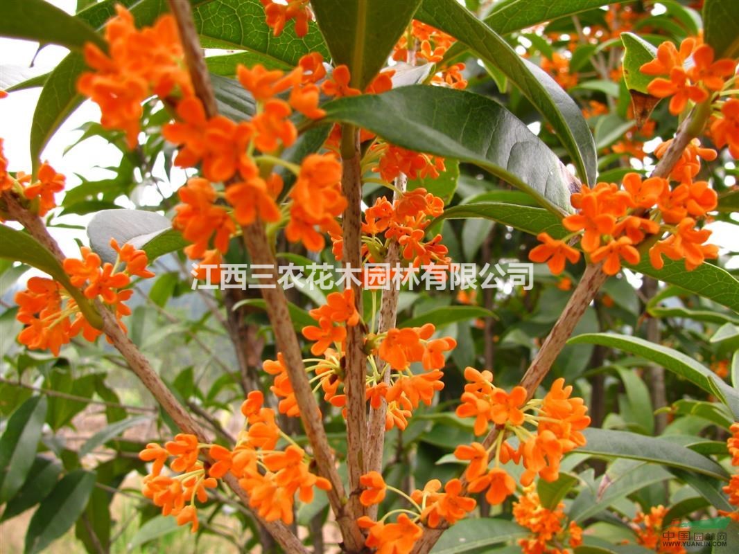 江西撫州（1公分 2公分 3公分）桂花