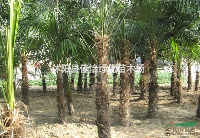 棕櫚 棕櫚小苗 棕櫚苗圃 園林綠化小區(qū)綠化