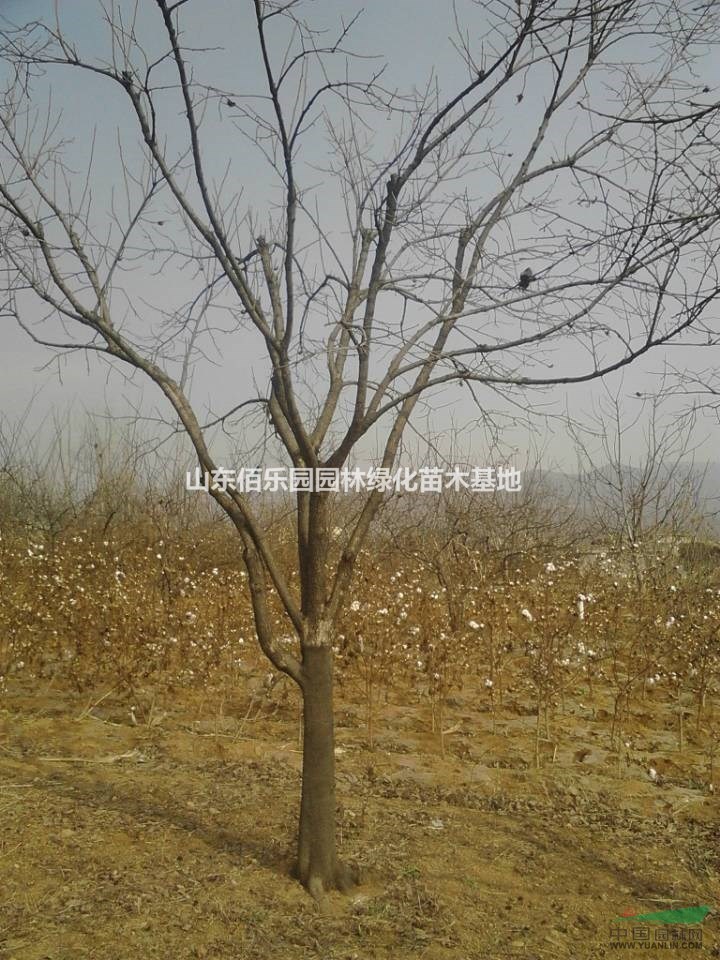 柿樹