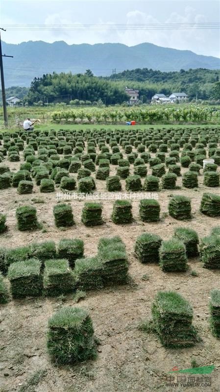 湖南郴州大量供應(yīng)馬尼拉草皮