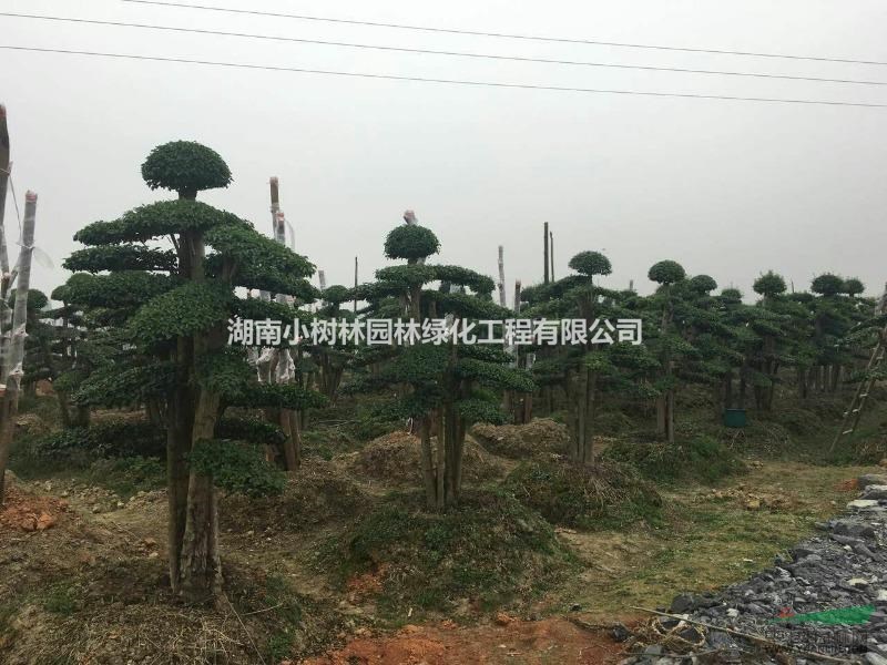 小葉女貞樁