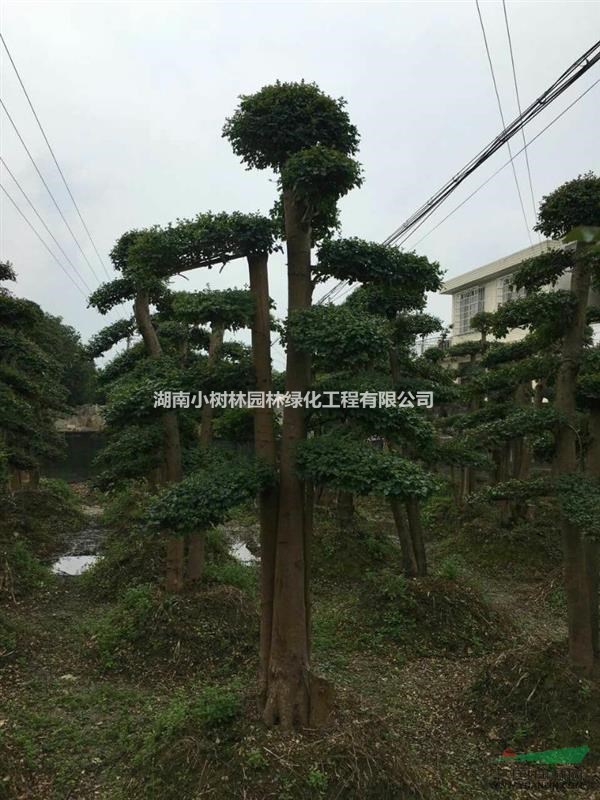 小葉女貞樁