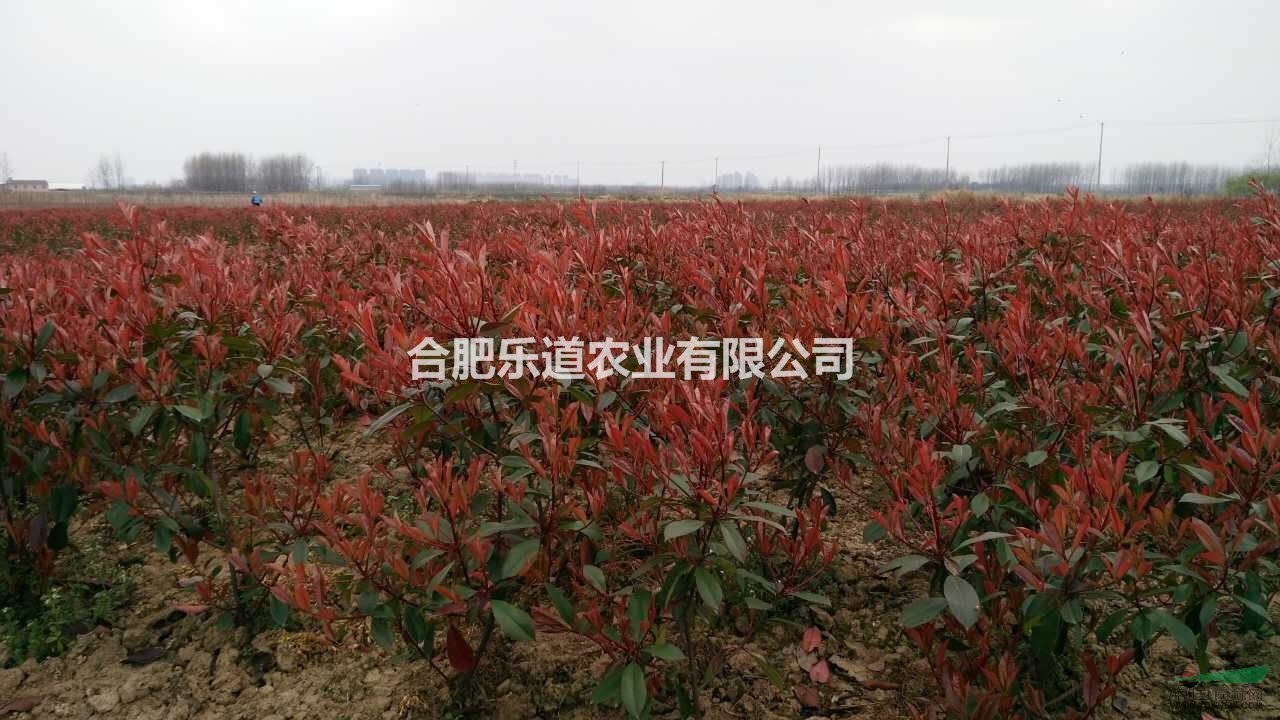 红叶石楠毛球出售，冠幅35公分到50公分，高度70公分