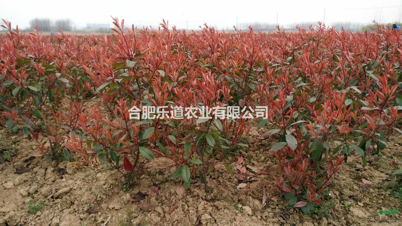 红叶石楠毛球出售，冠幅35公分到50公分，高度70公分