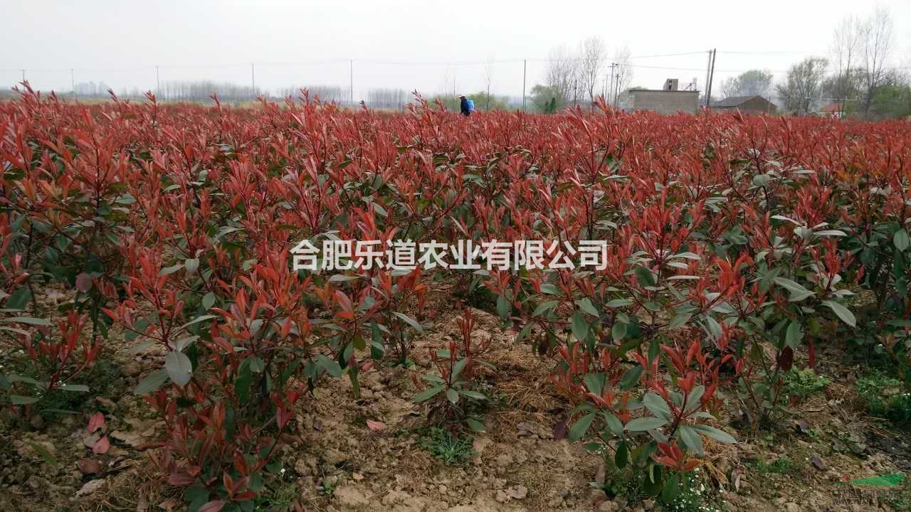 红叶石楠毛球出售，冠幅35公分到50公分，高度70公分