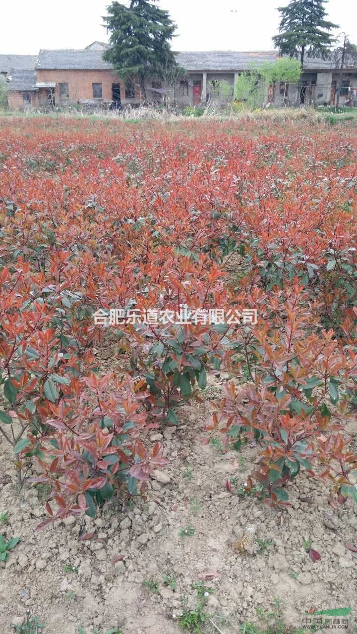 红头石楠价格  红头石楠10万冠幅35公分到50公分，高度7
