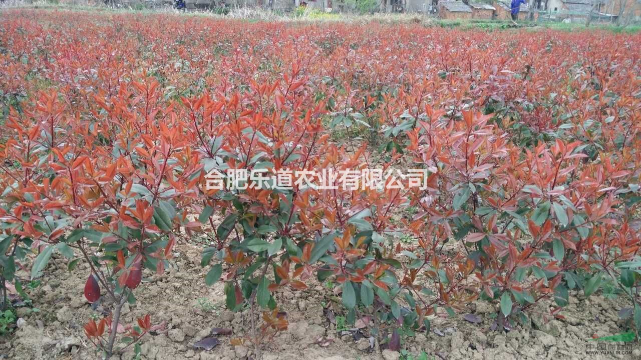 红头石楠价格  红头石楠10万冠幅35公分到50公分，高度7