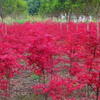 紅舞姬價格 紅舞姬批發(fā)價 紅舞姬采購價 日本紅楓紅舞姬基地