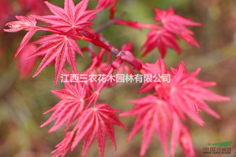 紅舞姬價格 紅舞姬批發(fā)價 紅舞姬采購價 日本紅楓紅舞姬基地