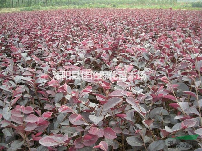 紅花檵木 紅花檵木小苗 紅花檵木球 紅花檵木造型園林綠化