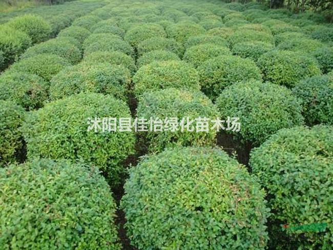 水臘  水蠟苗  水臘苗 園林綠化小區(qū)綠化