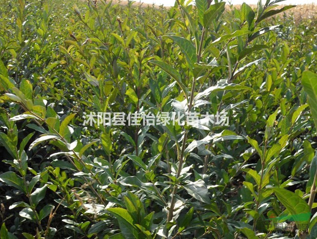 水臘  水蠟苗  水臘苗 園林綠化小區(qū)綠化