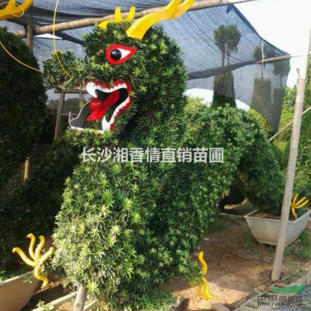 羅漢松精品造型羅漢松