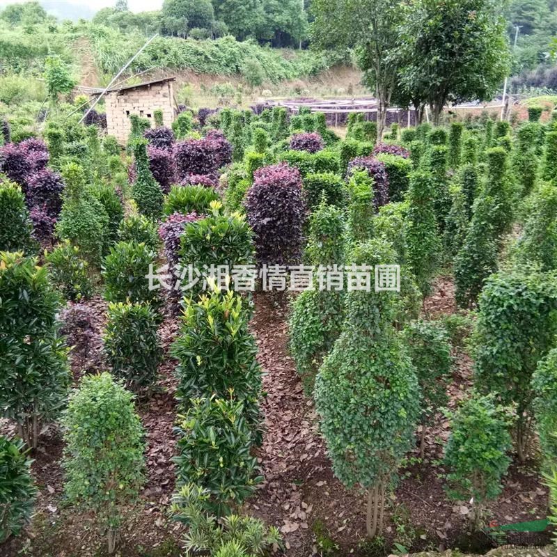 羅漢松精品造型羅漢松