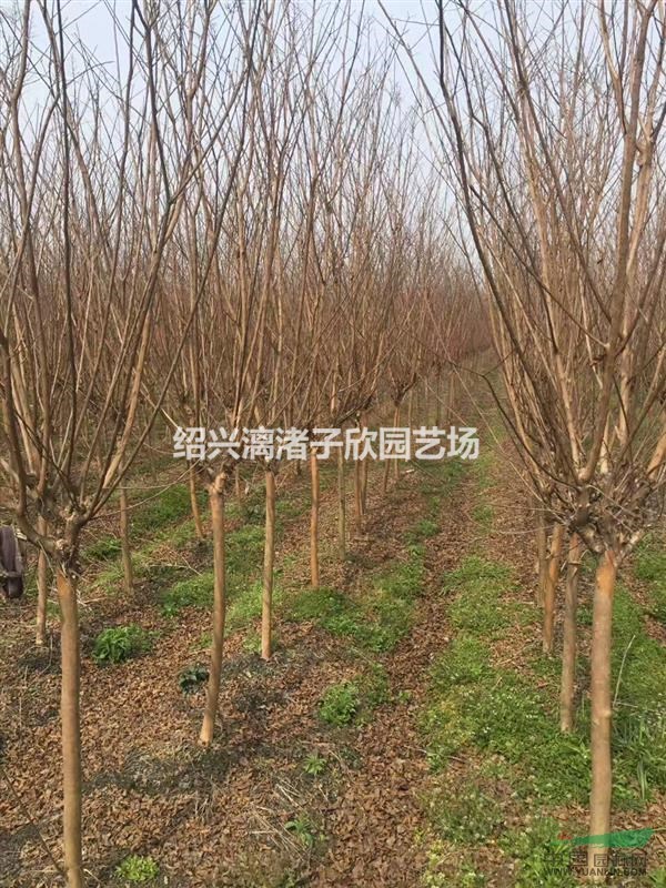大量精品紫薇 地徑2到12公分