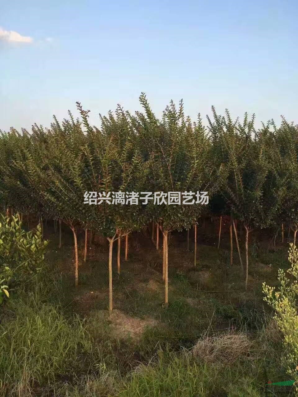 大量精品紫薇 地徑2到12公分