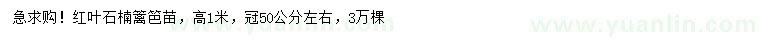 求購高1米紅葉石楠