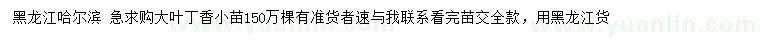 求購大葉丁香小苗