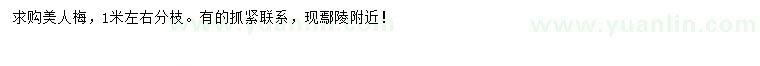 求購(gòu)1米左右美人梅