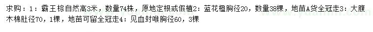 求購霸王棕、藍花楹、大腹木棉等