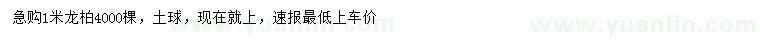 求購1米龍柏
