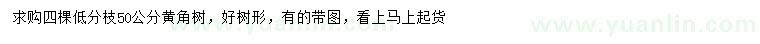 求購50公分黃角樹