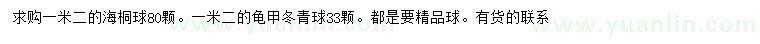 求購1.2米海桐球、龜甲冬青球
