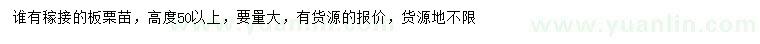 求購高度50公分以上板栗苗