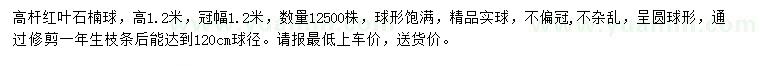 求購高1.2米紅葉石楠球