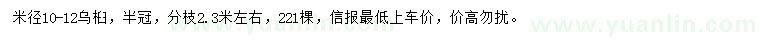 求購米徑10-12烏桕
