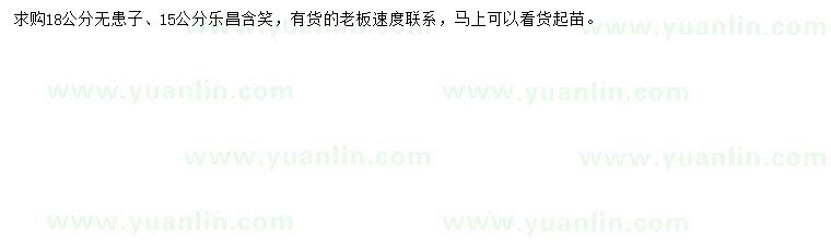 求購(gòu)18公分無(wú)患子、15公分樂(lè)昌含笑
