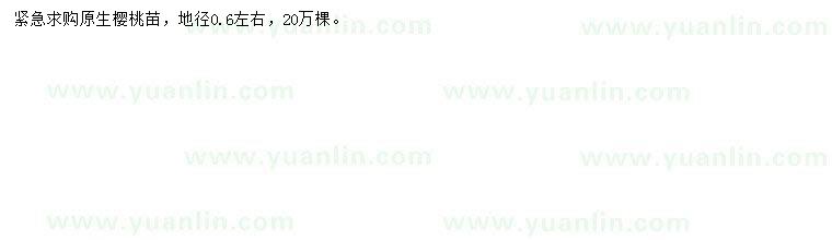 求購(gòu)地徑0.6公分櫻桃苗