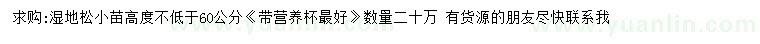 求購高60公分以上濕地松小苗