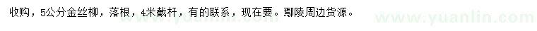 求購5公分金絲柳