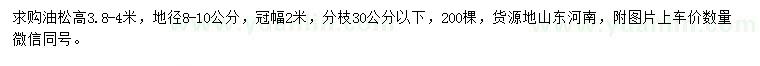 求購高3.8-4米油松