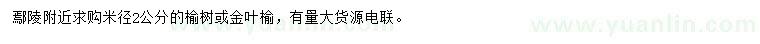 求購(gòu)米徑2公分榆樹或金葉榆