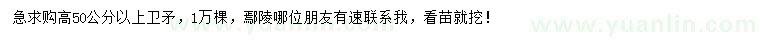 求購(gòu)高50公分以上衛(wèi)矛
