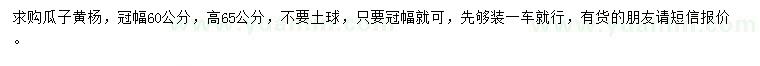 求購高65公分瓜子黃楊