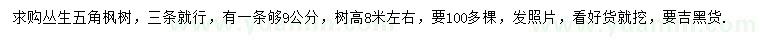 求購高8米左右叢生五角楓樹