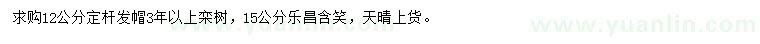 求購12公分欒樹、15公分樂昌含笑