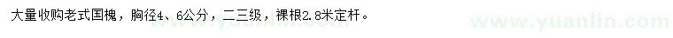 求購胸徑4、6公分老式國槐