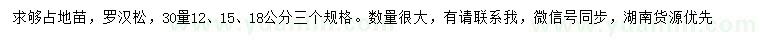 求購30量12、15、18公分占地羅漢松