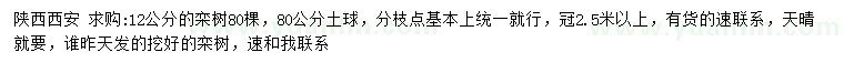 求購12公分欒樹