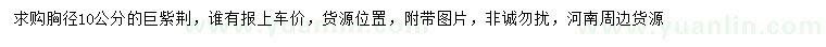 求購(gòu)胸徑10公分巨紫荊