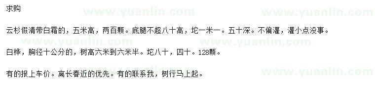 求購高5米云杉、胸徑10公分白樺