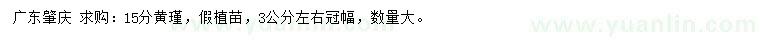 求購15公分黃槿