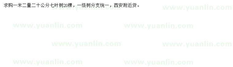 求購1.2米量20公分七葉樹