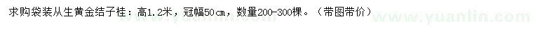 求購高1.2米從生黃金結(jié)子桂