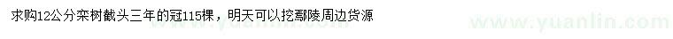 求購12公分欒樹