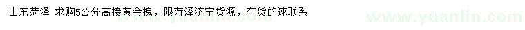 求購5公分高接黃金槐